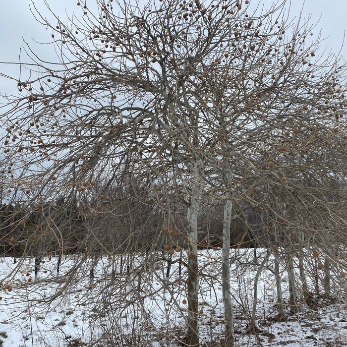Platanus Occidentalis Drabrot Weeping Sycamore Tree 30 Inch Tall Ships Bare Root