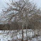 Platanus Occidentalis Drabrot Weeping Sycamore Tree 30 Inch Tall Ships Bare Root
