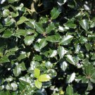Lex X Meserveae Blue Prince Blue Prince Male Holly Live Plant 1 Gallon Pot