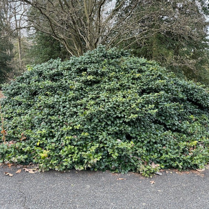 Ilex Opaca Maryland Dwarf American Holly Live Plant 1 Gallon Pot