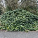 Ilex Opaca Maryland Dwarf American Holly Live Plant 1 Gallon Pot