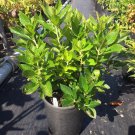 Clethra Alnifolia Sixteen Candles Summersweet 1 Gallon Pot