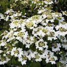 Summer Snowflake Viburnum Viburnum Plicatum F Tomentosum Summer Snowflake 1 Gallon Pot Size Plant