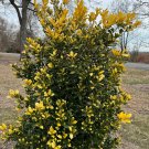 Ilex Whoa Nellie Holly Golden Nellie Holly Live Plant 1 Gallon Pot