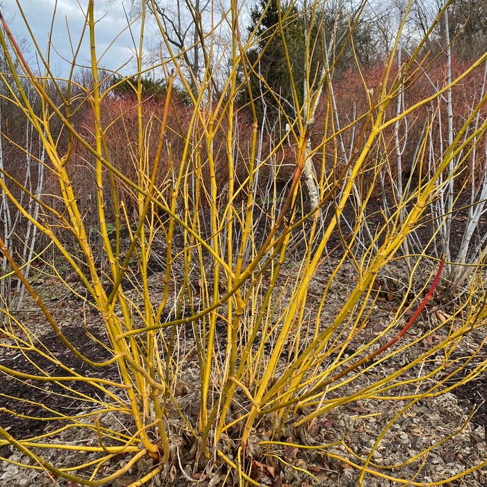 Acer Negundo Winter Lightning Live Plant 1 Gallon Pot