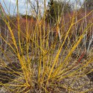 Acer Negundo Winter Lightning Live Plant 1 Gallon Pot