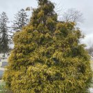Chamaecyparis Pisifera Filifera Aurea Gold Thread Cypress Shrub 1 Gallon Pot