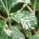 Clethra Alnifolia Creels Calico Variegated Summersweet 1 Gallon Pot