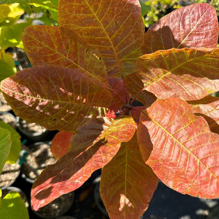 Cotinus Obovatus Smoke Tree 1 Gallon Pot Size Plant