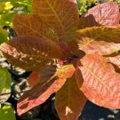 Cotinus Obovatus Smoke Tree 1 Gallon Pot Size Plant