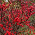 Ilex Verticillata Winter Red Winterberry 1 Gallon Pot Size Live Plant