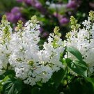 Syringa Vulgaris Bridal Memories Lilac White Flowering Lilac Live Plant 1 Gallon Pot