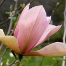 Magnolia X Flamingo 24 Inch Tall Ships Bare Root