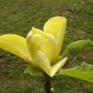 Magnolia X Honey Liz 24 Inch Tall Ships Bare Root