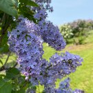 Syringa Vulgaris President Lincoln Lilac Blue Flowering Lilac Live Plant 1 Gallon Pot