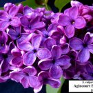 Syringa Vulgaris Agincourt Beauty Lilac French Lilac Live Plant 1 Gallon Pot