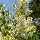 Syringa Vulgaris Primrose Lilac Yellow Flowering Lilac Live Plant 1 Gallon Pot