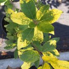 Ilex Verticillata Sunsplash Winterberry Live Plant 12 Inch Tall 1 Gallon Pot