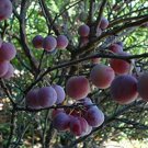 Prunus Maritima Beach Plum Live Plant 2 Gallon Pot