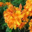 Klondyke Azalea Live Plant 2 Gallon Pot Size Plant