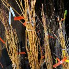 Liquidambar Styraciflua Insipid Gold Sweetgum Tree 30 Inch Tall Ships Bare Root