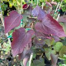 Cercis Canadensis Forest Pansy Redbud Live Plant 24 Inch Tall 1 Gallon Pot