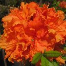 Gibraltar Azalea Live Plant 2 Gallon Pot Size Plant
