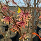 Hamamelis Vernalis Beholden Witch Hazel Live Plant 12 Inch Tall 1 Gallon Pot