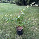 Parrotia Subaequalis Chinese Ironwood Live Plant 1 Gallon Pot