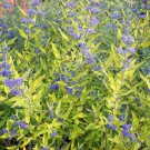 Caryopteris × Clandonensis Worcester Gold Yellow Leaf Bluebeard 2 Gallon Pot