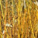 Salix Fragilis F Vitellina Flame Yellow Golden Bark Willow Live Plant 2 Gallon Pot