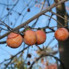 Diospyros Virginiana Persimmon Tree 2 Gallon Pot