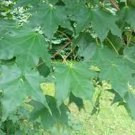 Acer Pictum Subsp Mono Painted Maple Live Plant 24 Inch Tall 1 Gallon Pot