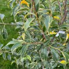 Ilex Pedunculosa Frosty Morn Variegated Longstalk Holly 2 Gallon Pot