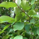 Carpinus Caroliniana American Hornbeam Live Plant 2 Gallon Pot