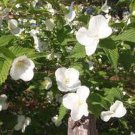 Rhodotypos Scandens Jetbead Live Plant 2 Gallon Pot