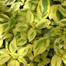 Cornus Sericea Hedgerows Gold Red Twig Dogwood 2 Gallon Pot