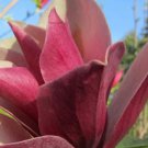 Magnolia Burgundy Spire Red Flowering Magnolia 30 Inch Tall Ships Bare Root
