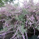 Buddleia Alternifolia Argentea Silver Fountain Butterfly Bush Live Plant 2 Gallon Pot