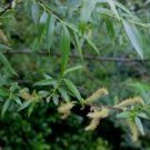 Salix Caroliniana Carolina Willow Live Plant 2 Gallon Pot