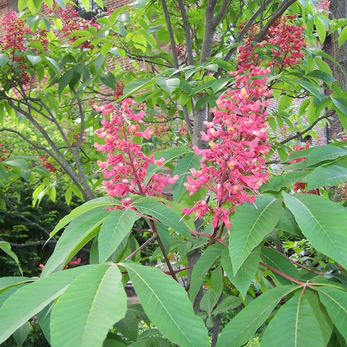 Red Buckeye Aesculus Pavia 24 Inch Tall 1 Gallon Pot