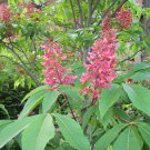 Red Buckeye Aesculus Pavia 24 Inch Tall 1 Gallon Pot