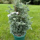 Chamaecyparis Pisifera Cyano Virdis 2 Gallon Pot