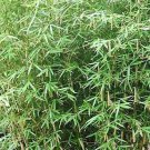 Fargesia Scabrida Bamboo Live Plant 1 Gallon Pot Size Non Invasive!