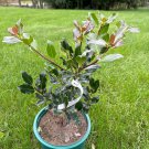 Ilex Aquifolium Grandma Hardy Female English Holly 2 Gallon Pot