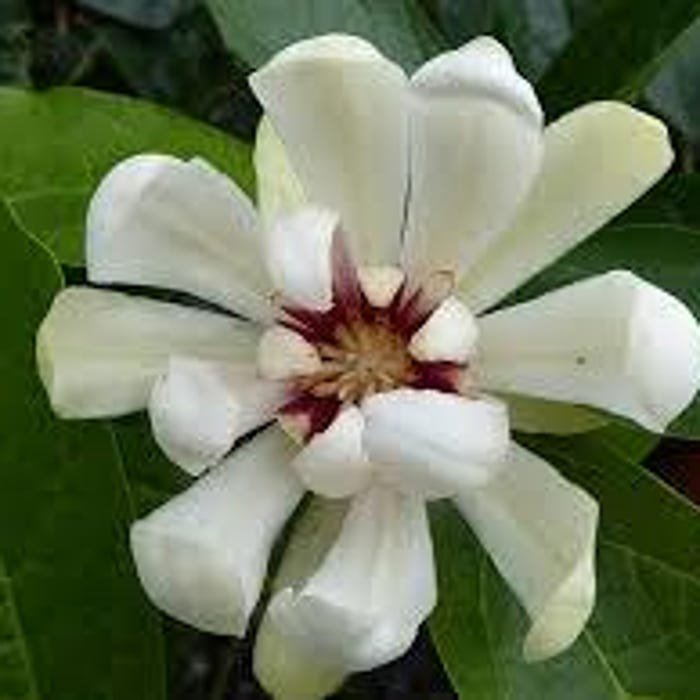 Calycanthus Venus Sweetshrub 2 Gallon Pot