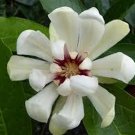 Calycanthus Venus Sweetshrub 2 Gallon Pot