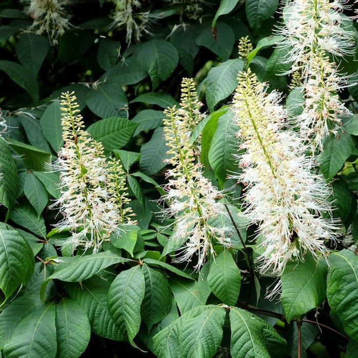 Bottlebrush Buckeye Aesculus Parviflora 2 Gallon Pot Size Plant