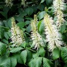 Bottlebrush Buckeye Aesculus Parviflora 2 Gallon Pot Size Plant