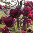 Magnolia X Genie 36 Inch Tall Ships Bare Root